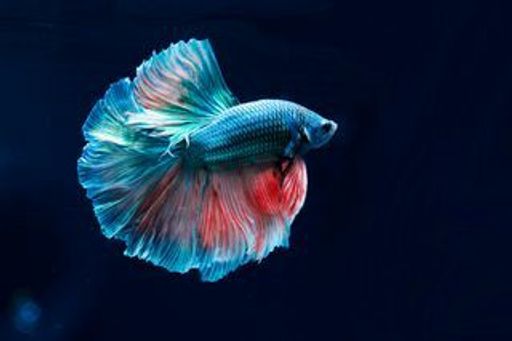 Fishes