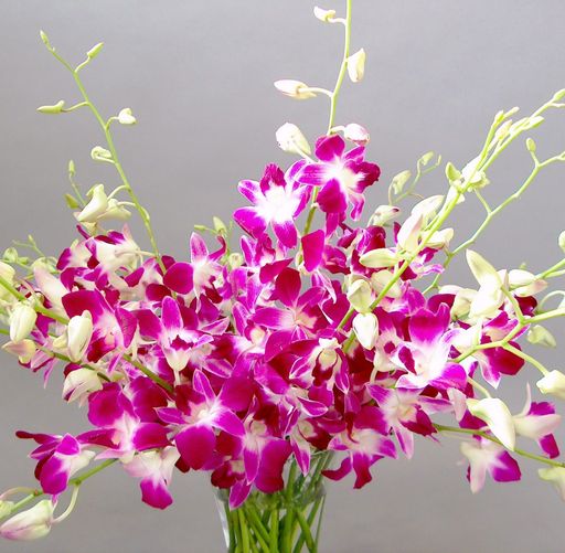 Orchids 