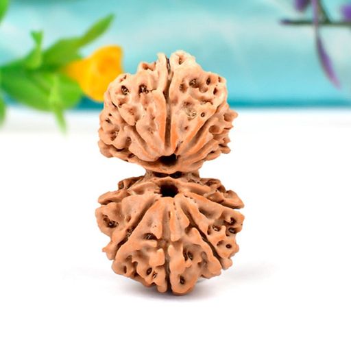 Nepali Gauri Shankar Rudraksha With Certificate 