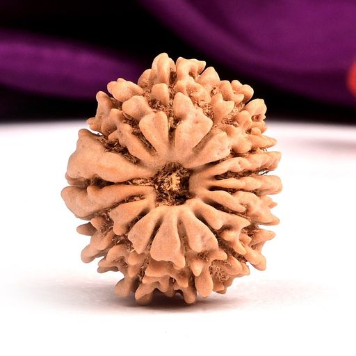 14 Mukhi (Face) Nepali Rudraksha With Certificate 
