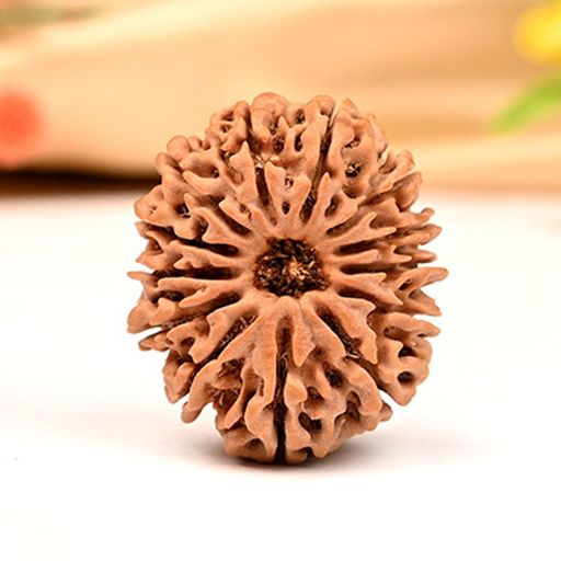 13 Mukhi (Face) Nepali Rudraksha With Certificate 