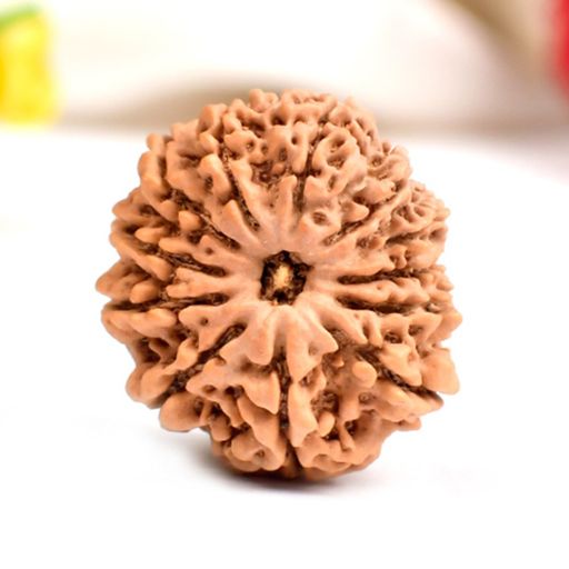 12 Mukhi (Face) Nepali Rudraksha With Certificate 
