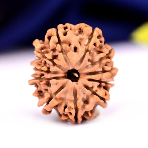 10 Mukhi Nepali Rudraksha With Certificate