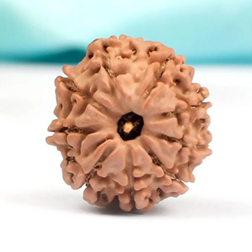 9 Mukhi Nepali Rudraksha With Certificate