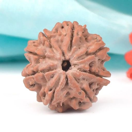 8 Mukhi Nepali Rudraksha With Certificate