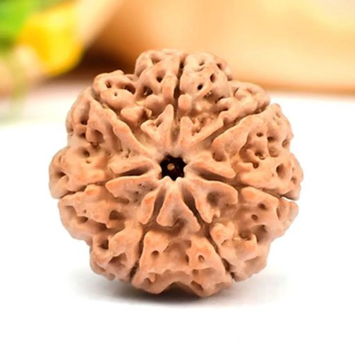7 Mukhi Nepali Rudraksha With Certificate
