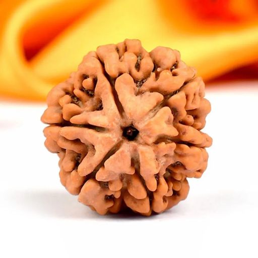 6 Mukhi Nepali Rudraksha With Certificate