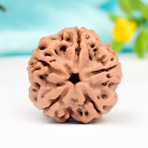 5 Mukhi Nepali Rudraksha With Certificate