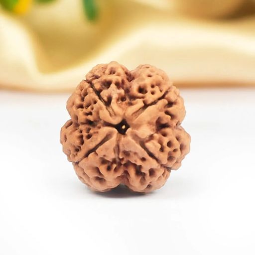 4 Mukhi Nepali Rudraksha With Certificate