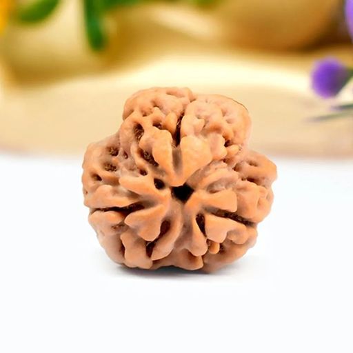 3 Mukhi Nepali Rudraksha With Certificate