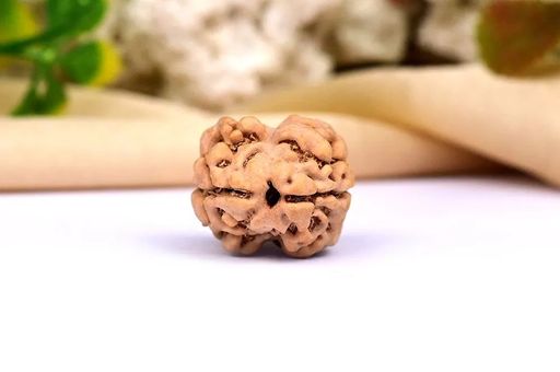 2 Mukhi Nepali Rudraksha With Certificate