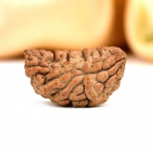 1 mukhi  half moon rudraksha With Certificate