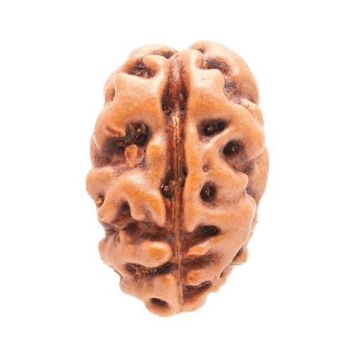 Java (Indonesia) Rudraksha