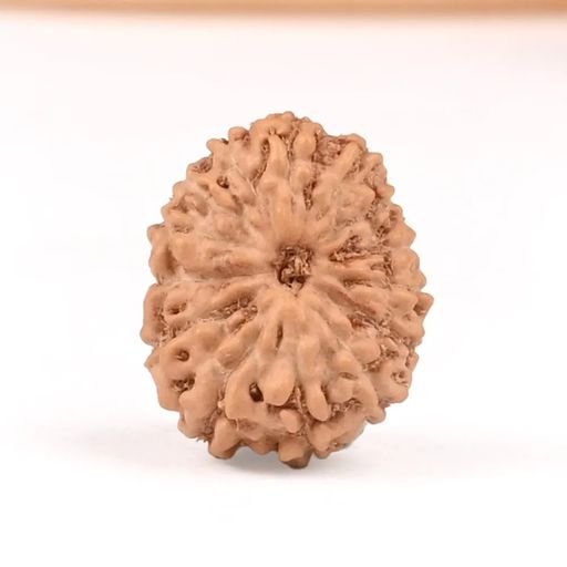 14 Mukhi from Java Indonesia