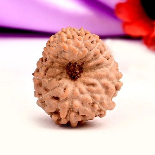 13 Mukhi from Java Indonesia