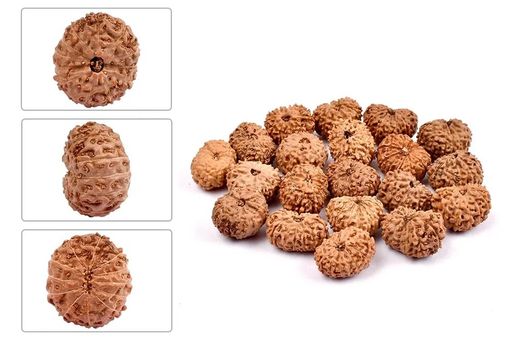 12 Mukhi from Java Indonesia