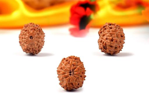 11 Mukhi from Java Indonesia