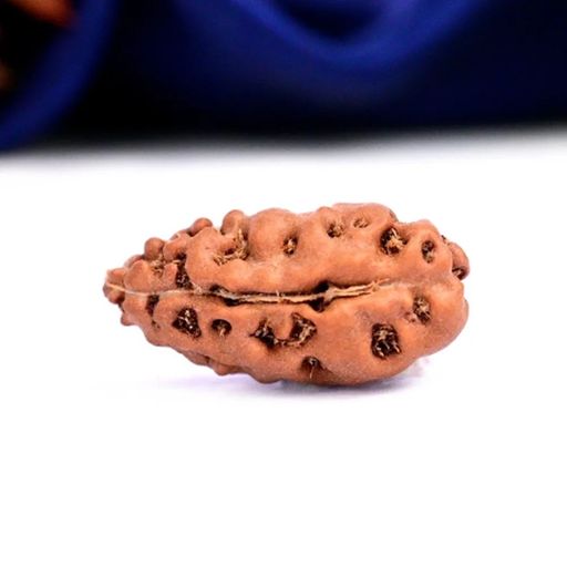 1 Mukhi Rudraksha From Java Indonesia