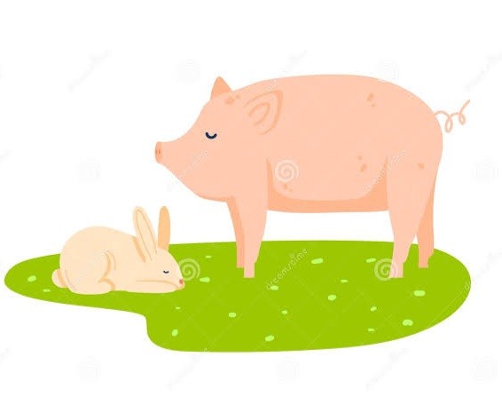 RABIT | PIG FARMING